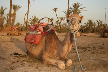 Camel trek in Marrakech